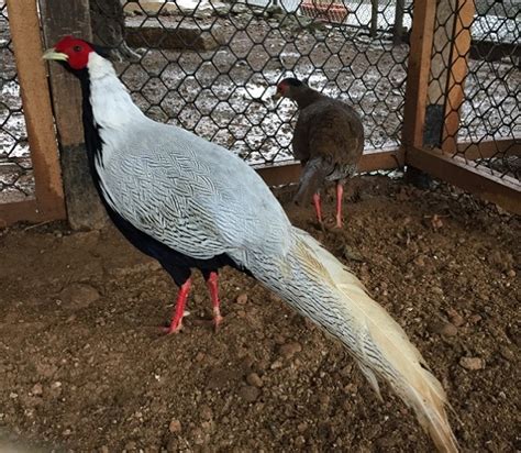 金雞飼養|【金雞飼養】金雞飼養挑戰：如何征服「難顧」的「銀雞」？